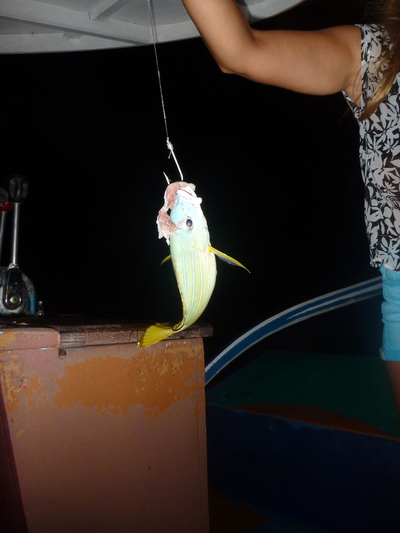 Common bluestripe snapper