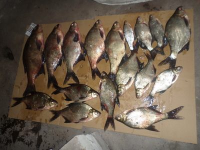 Carp bream