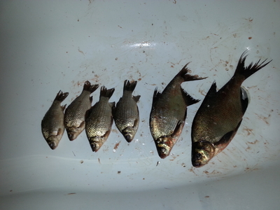Carp bream