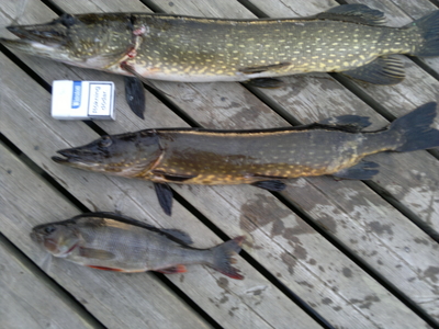 Northern Pike
