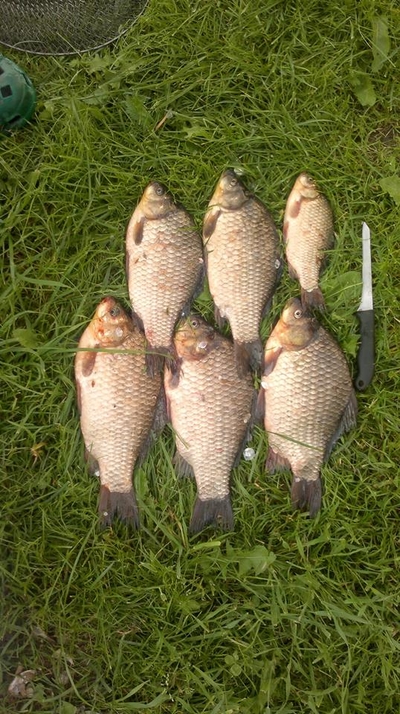 Crucian carp