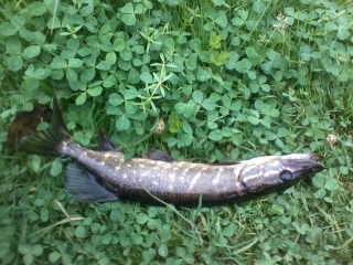 Northern Pike