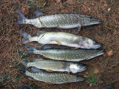 Northern Pike