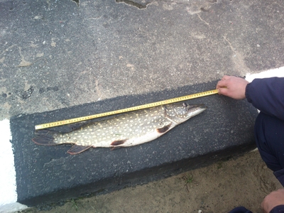 Northern Pike