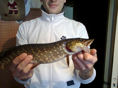Northern Pike