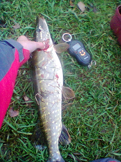 Northern Pike