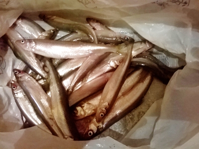 European smelt
