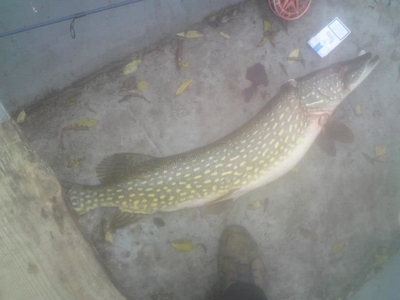 Northern Pike