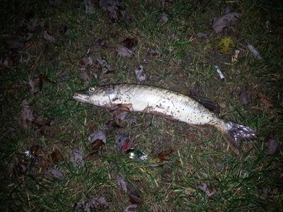 Northern Pike