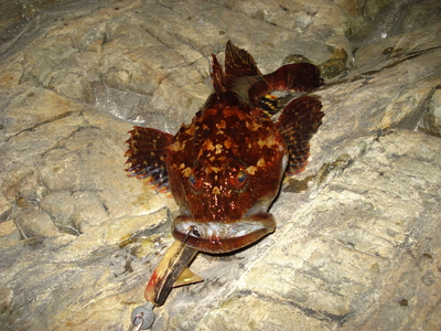 Deep snouted ninefish