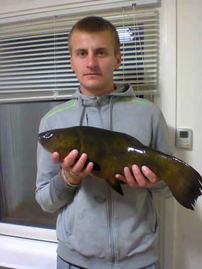 Tench