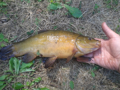 Tench