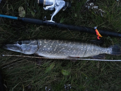 Northern Pike