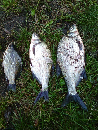 Carp bream