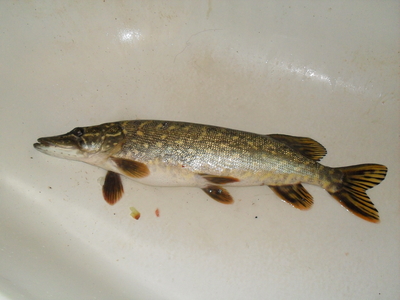 Northern Pike