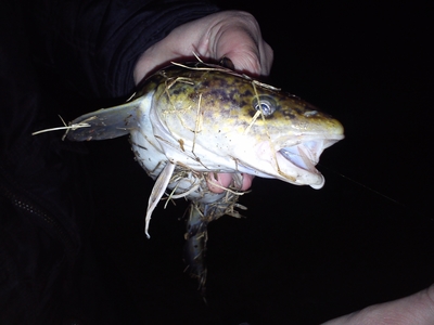 Burbot