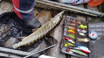 Northern Pike