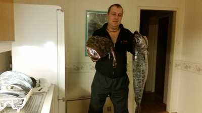 Three bar porcupinefish