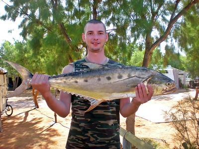 Needlescaled queenfish