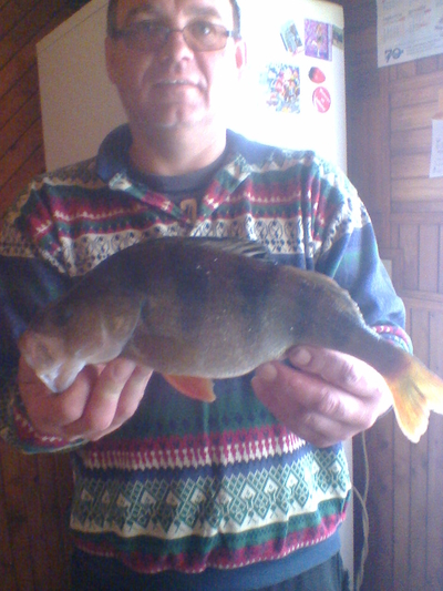 Eurasian perch