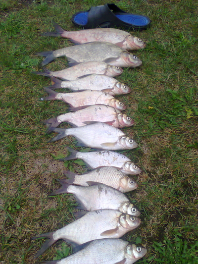 Carp bream