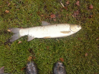 Grass carp