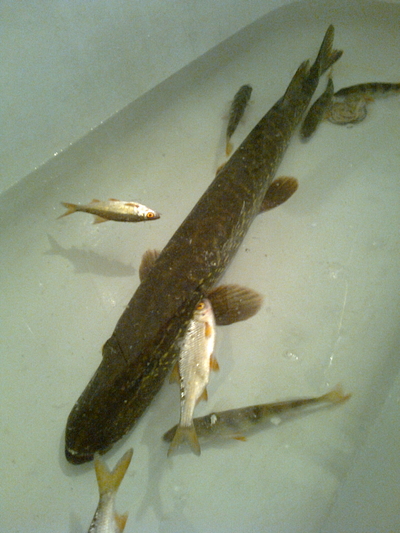 Northern Pike