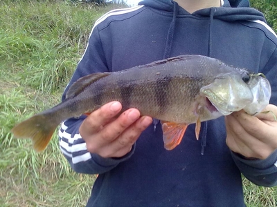 Eurasian perch