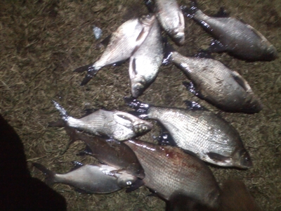 Carp bream