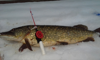 Northern Pike