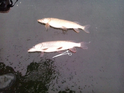 Northern Pike