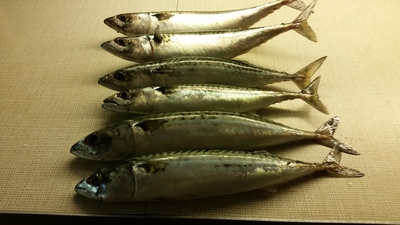 Mackerel
