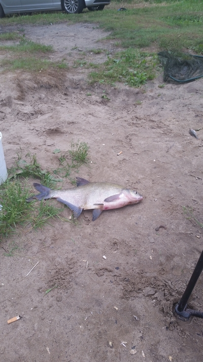 Carp bream