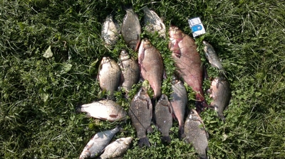 Carp bream