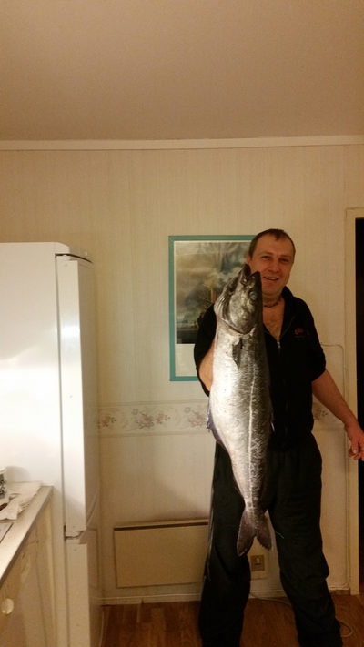 Three bar porcupinefish