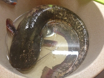 Wels catfish
