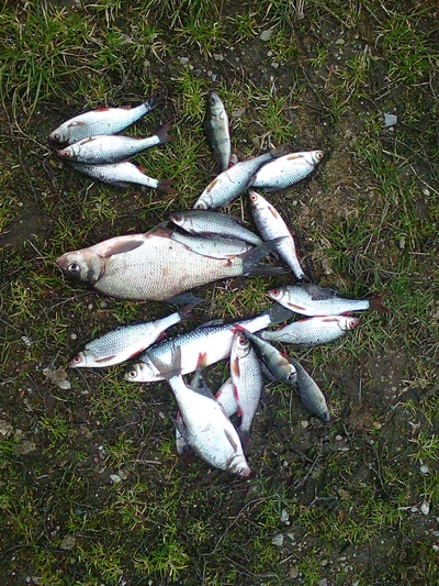 Carp bream