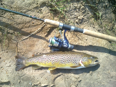 Brown Trout