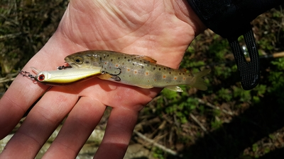 Brown Trout