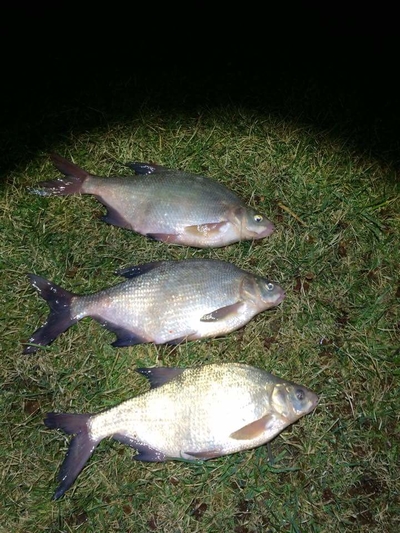 Carp bream