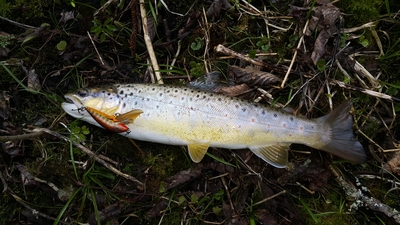 Brown Trout