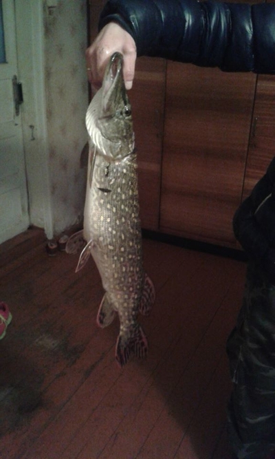Northern Pike
