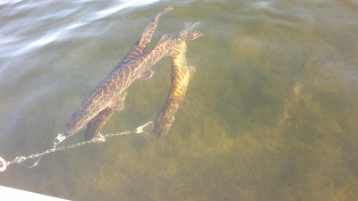 Northern Pike