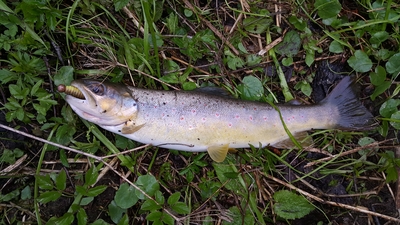 Brown Trout