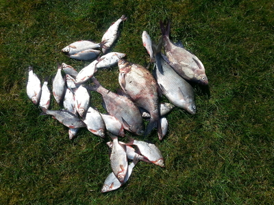Carp bream