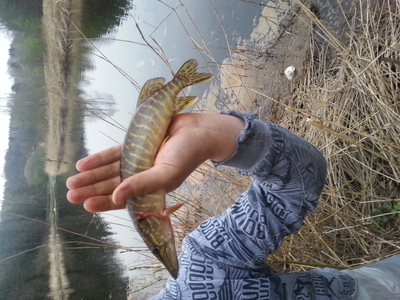 Northern Pike