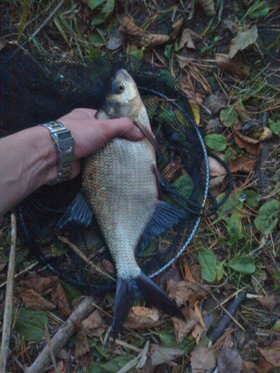 Carp bream