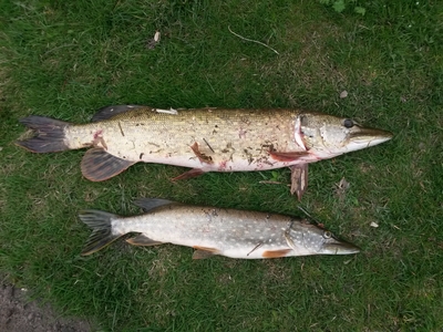 Northern Pike