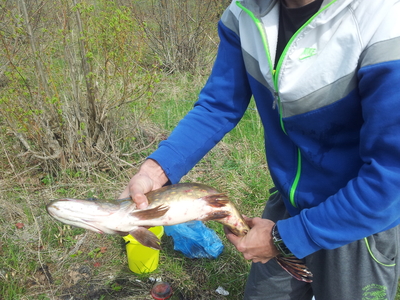 Northern Pike