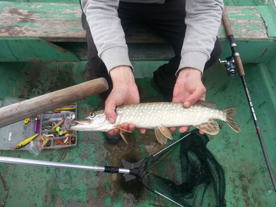 Northern Pike